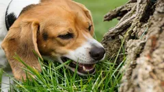 Frisst Ihr Hund ständig Gras? Ein Experte erklärt, warum – und was das bedeutet