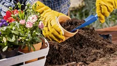 Die Nachbarn glauben, sie seien teuer: Blumen, die einen edlen Garteneffekt schaffen