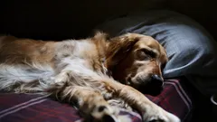 Hund allein zu Hause: Ein Hundetrainer gibt Tipps, wie Sie ihm helfen können, mit der Trennung klarzukommen