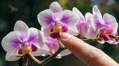 So bringen Sie Ihre Orchidee üppig zum Blühen – ein Gärtner nennt die wichtigste Voraussetzung