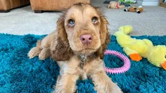 Diese Hunde sind immer treu und verschmust: Ein Zoologe nennt 5 einzigartige Rassen