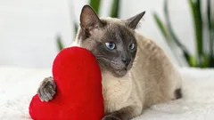Denken Sie, Katzen seien egoistisch? So beweisen sie jeden Tag ihre Liebe