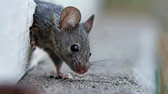 So werden Sie Mäuse mühelos los: Dieser Geruch vertreibt die Nager