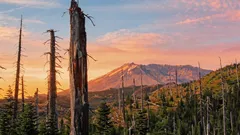 Vulkanaschewüste erwacht nach einem Experiment: Über 40’000 Pflanzen wachsen dort