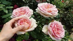 Rosen blühen mit grossen, üppigen Knospen: Ein Gärtner zeigt das Düngerezept