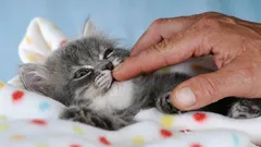 Welche Katze eignet sich ideal für die Familie? Diese 4 Rassen sind die besten