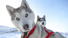 Aussergewöhnliche Schönheit: 3 Hunderassen, in die man sich auf den ersten Blick verliebt