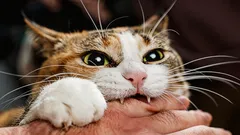 Darum beissen Katzen ihren Halter in die Finger – die Antwort von Experten