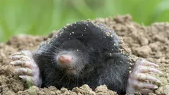 Wie Sie Maulwürfe ohne Fallen und Chemie loswerden – die beste Methode