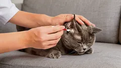 Zoologe: Wie und womit man einer Katze zu Hause die Ohren richtig reinigt