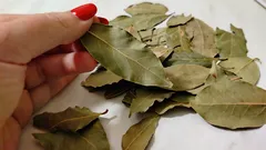 So hilft ein Lorbeerblatt beim Verjüngen: Der Effekt ist schon nach ein paar Tagen sichtbar