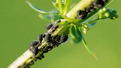 Blattläuse verschwinden ohne Chemie und ohne Kosten: Merken Sie sich diese einfache Methode