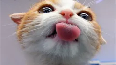 Welchen Geschmack können Katzen nicht unterscheiden? Die Antwort wird Sie garantiert überraschen