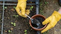 Wie du Kaffeesatz im Gemüsegarten verwendest: Ein einfaches und wirksames Düngemittel