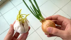 Zwiebeln und Knoblauch keimen 6 Monate lang nicht: ein vergessener Trick für längere Lagerung