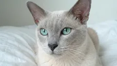 7 der treuesten Katzenrassen, die Sie nie allein lassen