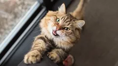 Das lässt sich nicht in Worte fassen: Die Rolle von Berührungen mit Katzen beim Menschen