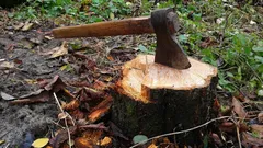 Baumstumpf entfernen – ohne Spaten und Maschinen: Eine einfache Methode, die kaum jemand kennt