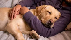 Das rätselhafte Verhalten von Hunden: 3 Gründe, warum sie sich an ihre Besitzer schmiegen