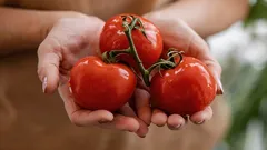 Gekaufte Tomaten werden süss und aromatisch wie vom Hof: Wohin soll man sie legen?