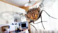 Wichtig im Frühling: Eine Zutat schützt vor Fliegen und Maden im Haus