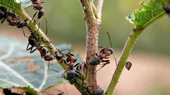 Ameisen und Blattläuse verschwinden spurlos: Ein einfacher Trick wirkt besser als Chemikalien