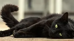 Katze schlägt im Liegen mit dem Schwanz auf den Boden: Zoologe erklärt das Signal