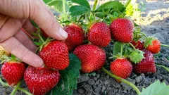 Erdbeerernte verdoppelt sich: das Pflanzschema, das viele ignorieren