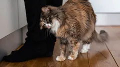 Warum Katzen ihren Kopf an ihren Besitzern reiben: Ein Zoologe erklärt die Bedeutung dieser Geste