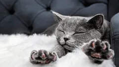 Warum Katzen ihre Halter mit den Pfoten kneten – ein Zoologe verrät den wahren Grund